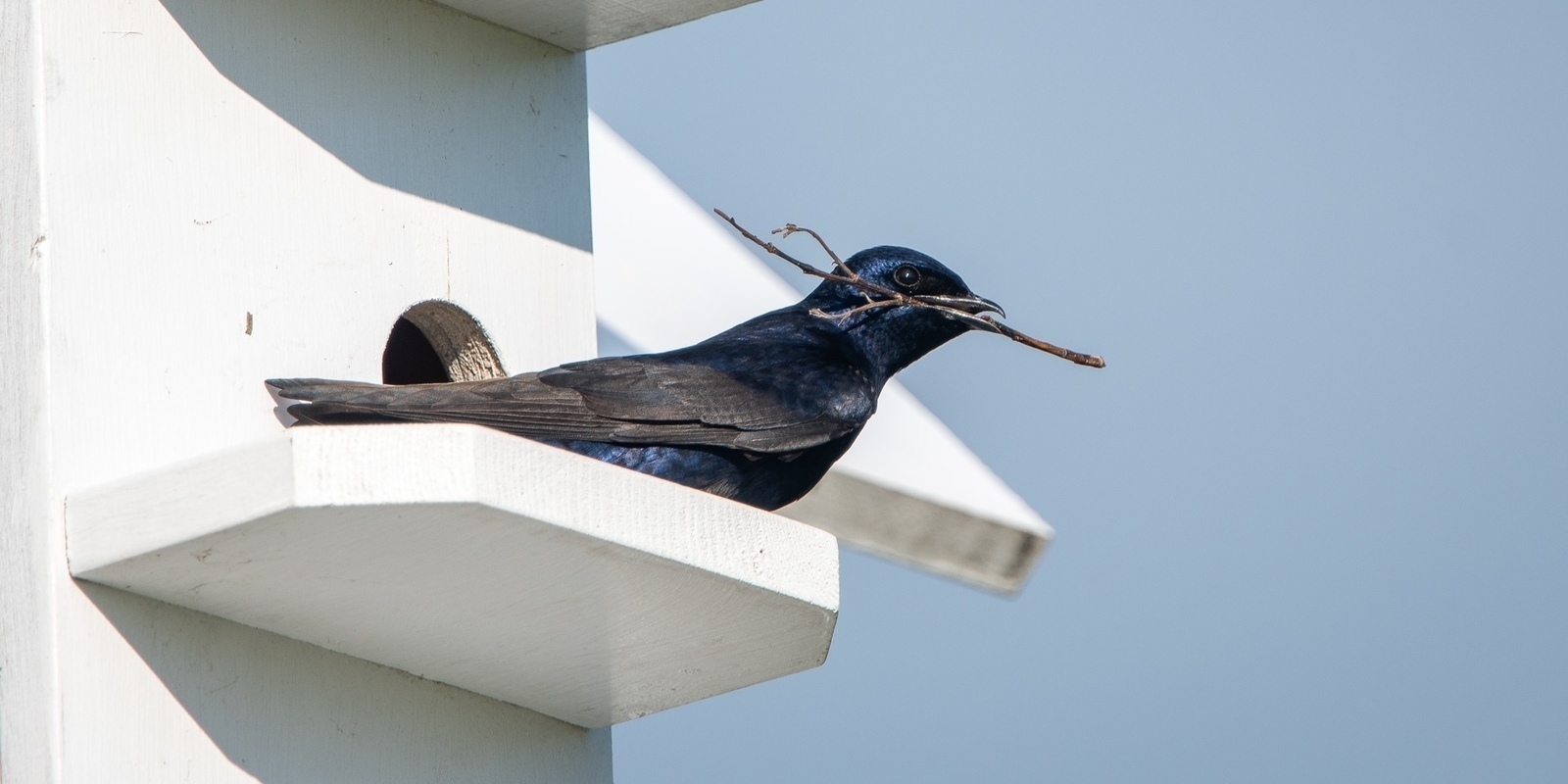 Purple martin (KEckhardt).jpg (260 KB)